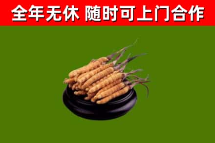 泰州烟酒回收冬虫夏草.jpg